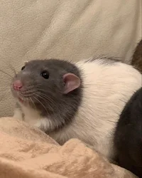 Depressed Rat