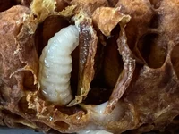 Sunnys larva brother