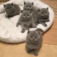 Nameless cats