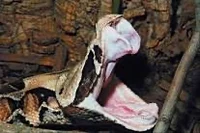 Gaboon Viper