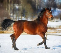 Horse