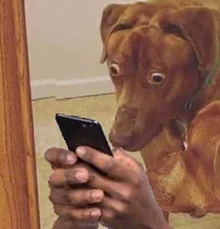 Dog on Phone