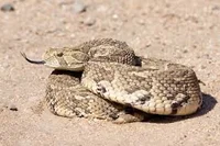 Puffadder