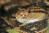 Bushmaster snake
