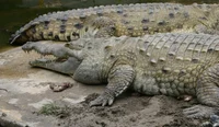 Crocodile Hybrid 