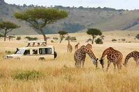 The Best Safari