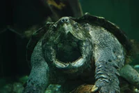 Snapping Turtle