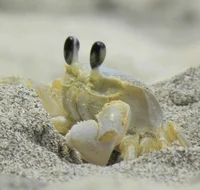 Crab