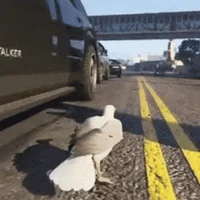 Troll Seagull
