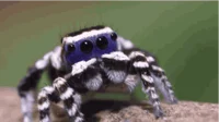 Male spider