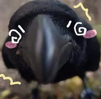 crow