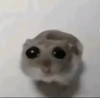 Sad hamster