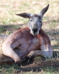 Kangaroo