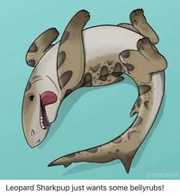 Leopard shark puppy