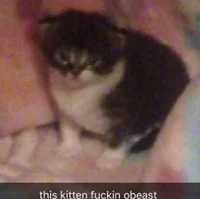 this kitten obeast