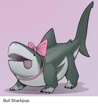 Bull shark puppy