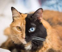 Orange and black Cat