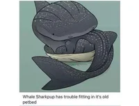 Whale shark puppy