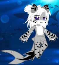 Tiger Shark Domi