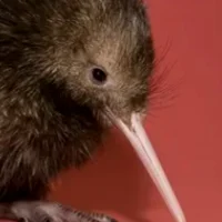 Baby Kiwi