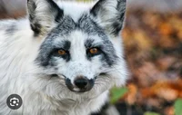 Marble Fox