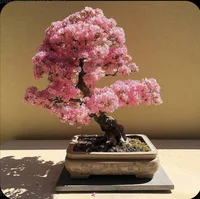 bonsai