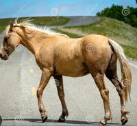 Horse on a highway 