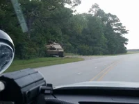 Abrams in the woods 