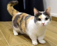 Cute Munchkin Kitten