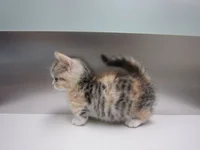 Kitten with disease