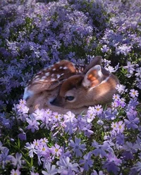 Abandoned Baby Deer