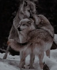 Wolf Family