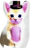 Helpy kitten