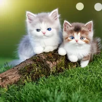 Munchkin Kittens