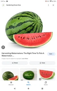 Watermelon