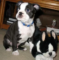 Boston Terrier Puppy