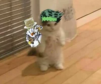 Cat Rohan