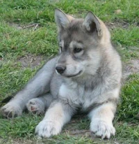 Abandoned wolf pup
