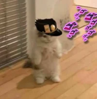 Cat Jotaro