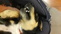Cachorro