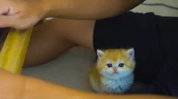 Pudding the Kitten 