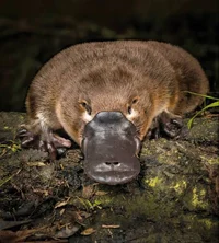 A literal Platypus
