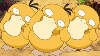 Pysduck 