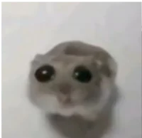 Hamster