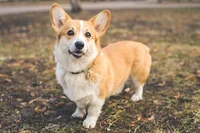 Frank DahCorgi