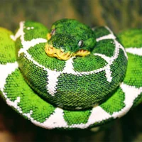 Emerald Tree Boa