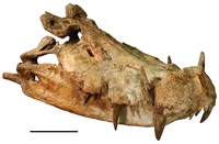 PPC Kaprosuchus
