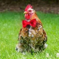 Male Chicken