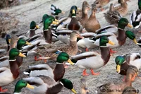 methhead duck army