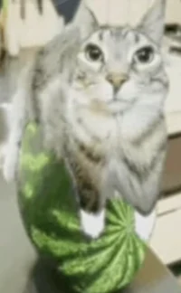 Watermelon cat 